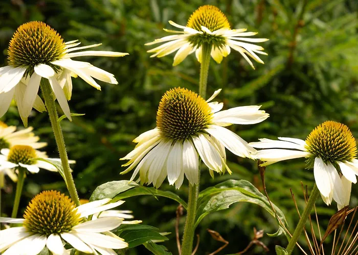 Charging Station Woffelsbach זימראת'